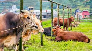 Photo of Qurban-Antara History-Mystery-Dan Story
